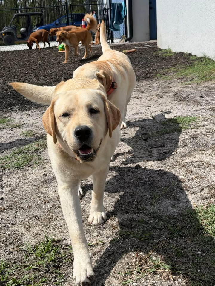 Clarisma K9 Services
