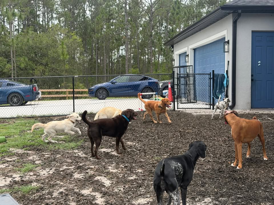 Clarisma K9 Services