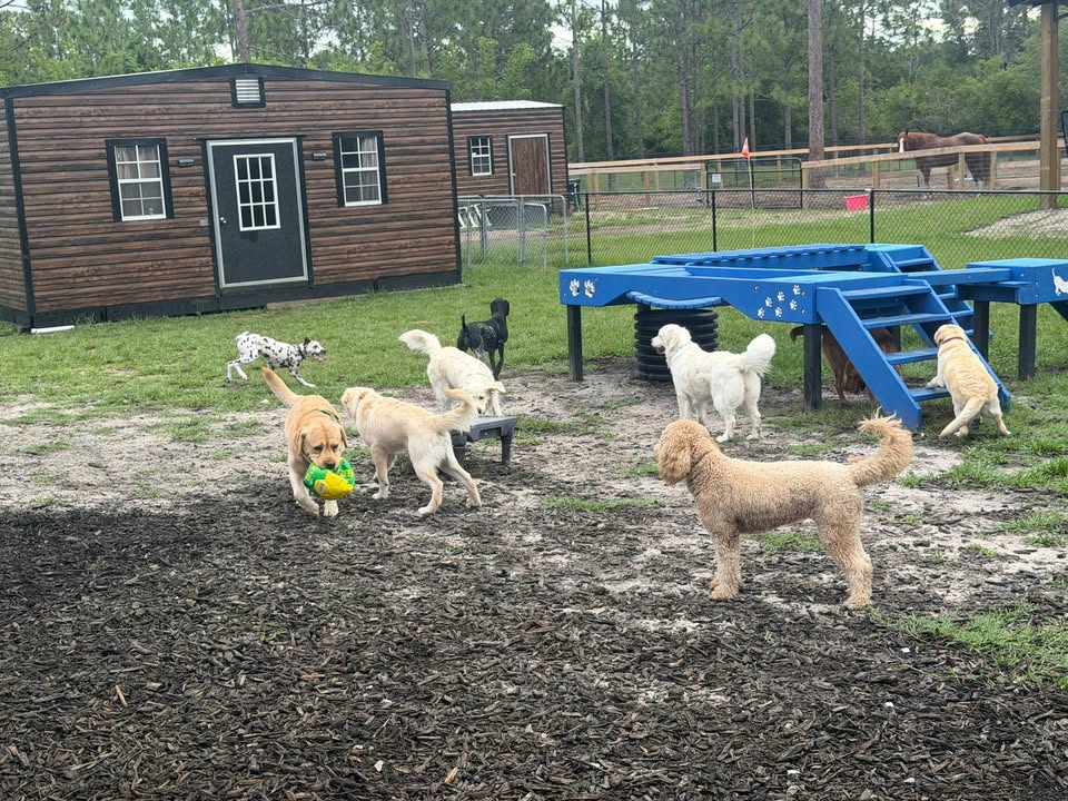Clarisma K9 Services