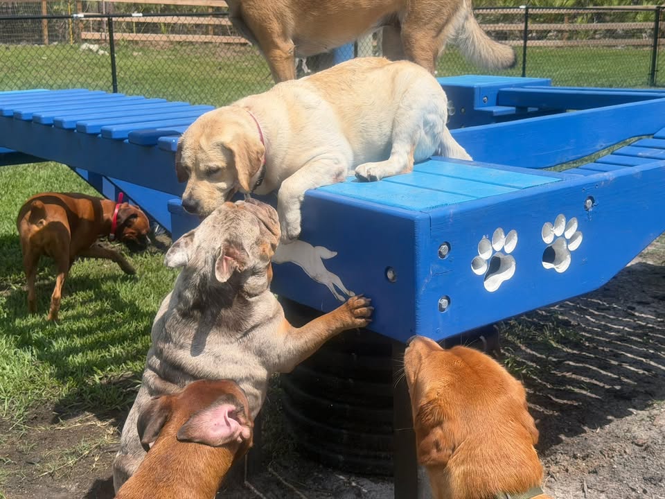 Clarisma K9 Services