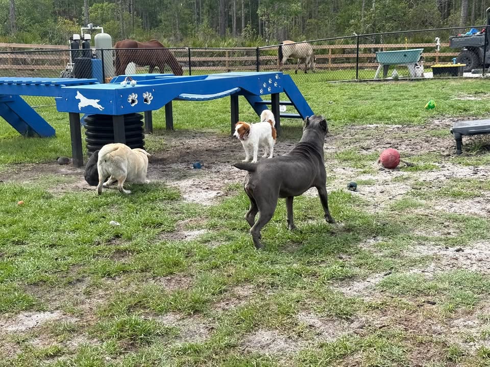 Clarisma K9 Services