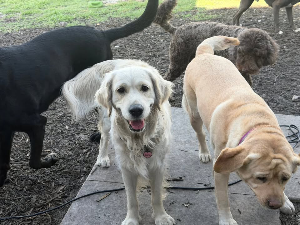 Clarisma K9 Services