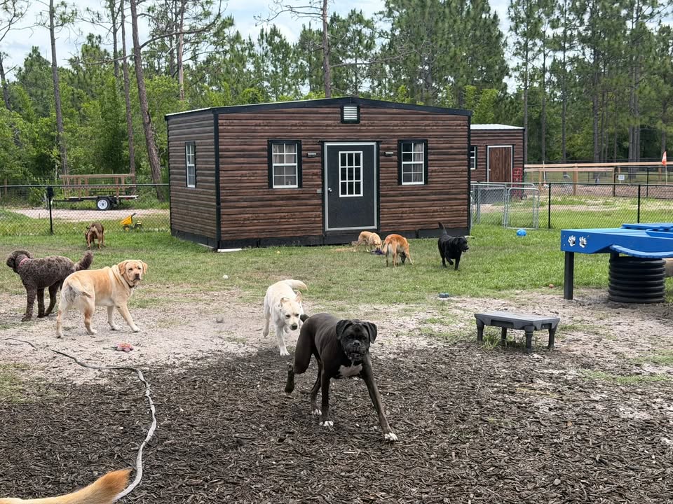 Clarisma K9 Services