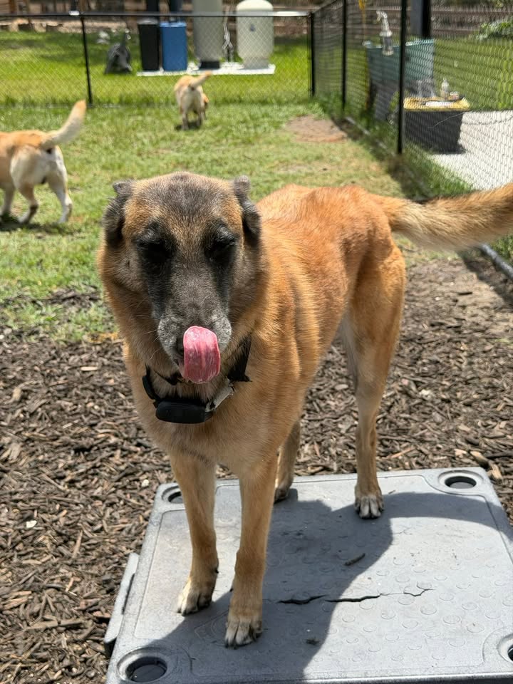 Clarisma K9 Services