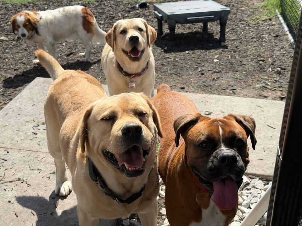 Clarisma K9 Services