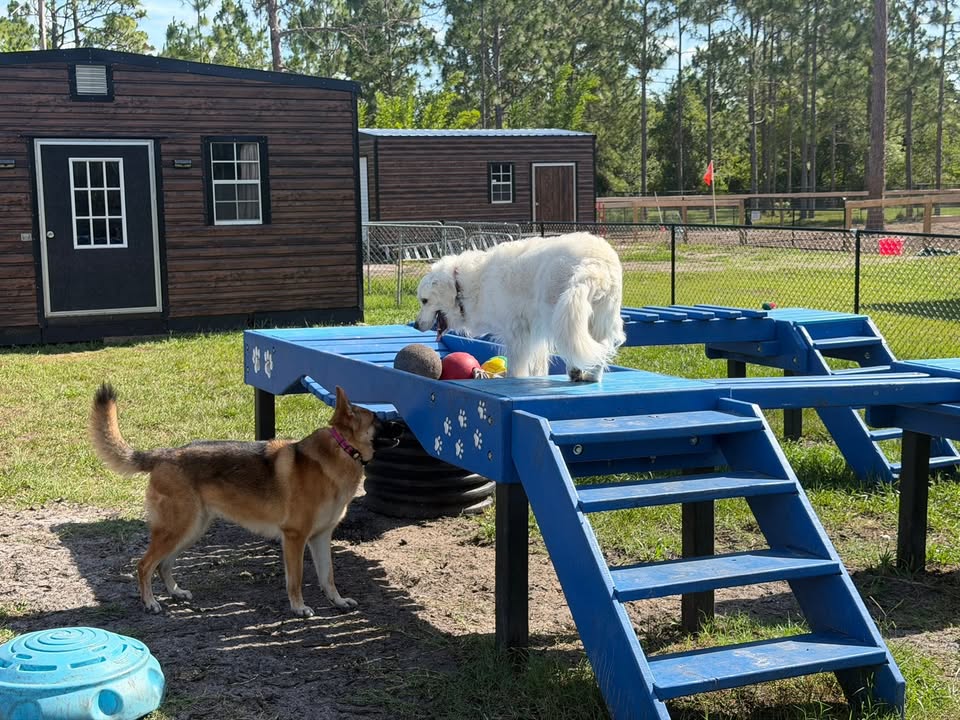 Clarisma K9 Services