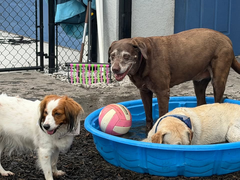 Clarisma K9 Services