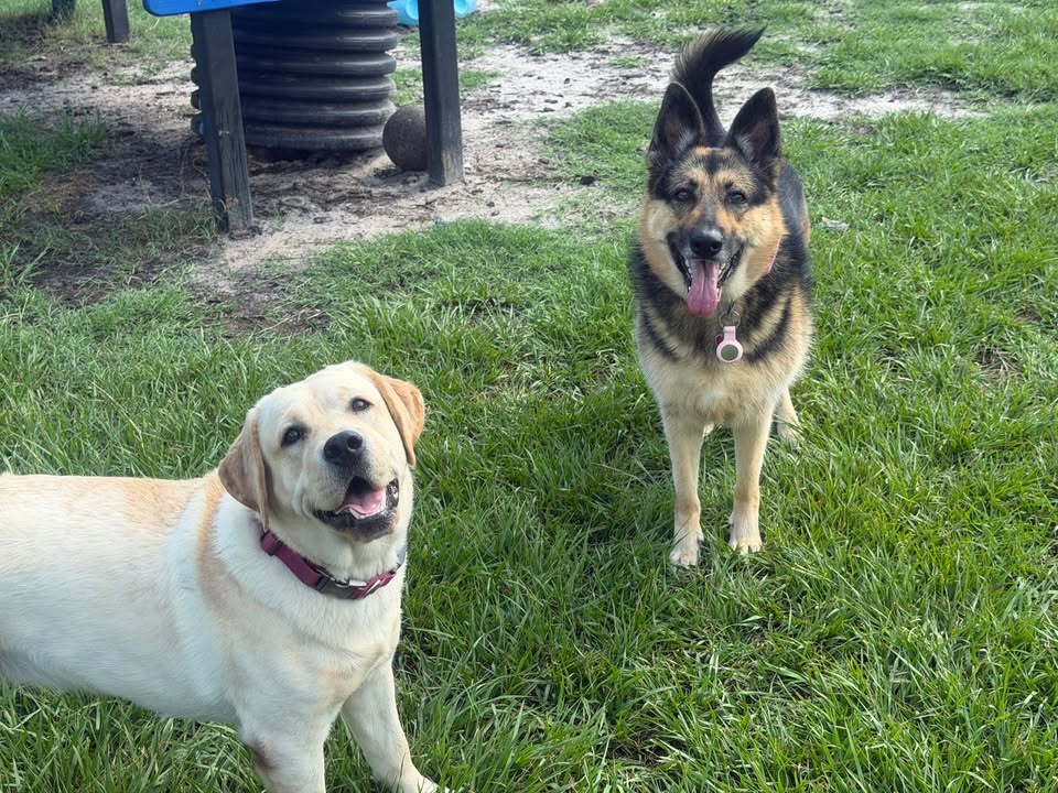 Clarisma K9 Services