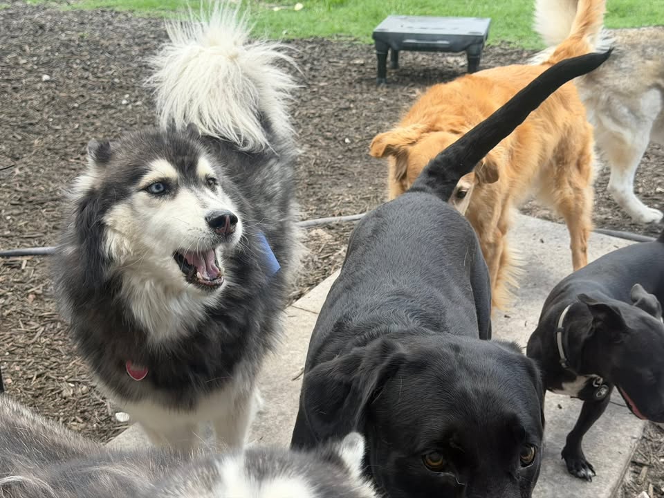 Clarisma K9 Services