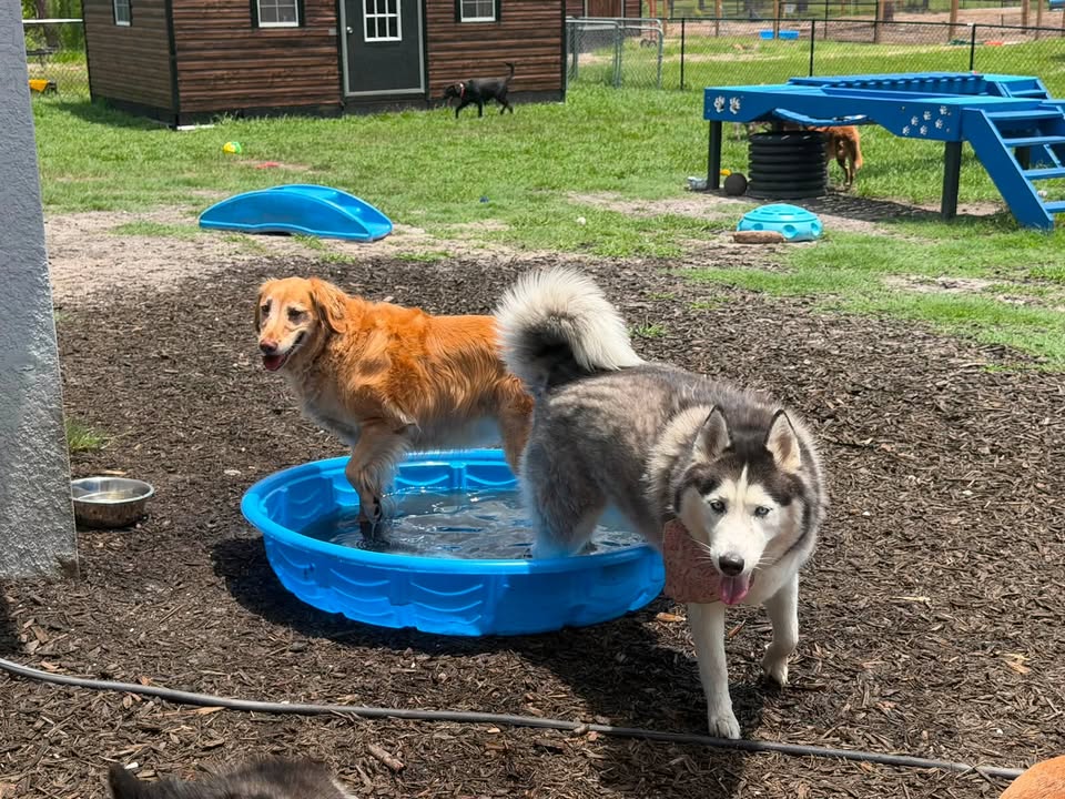 Clarisma K9 Services