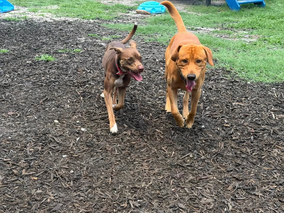 Clarisma K9 Services