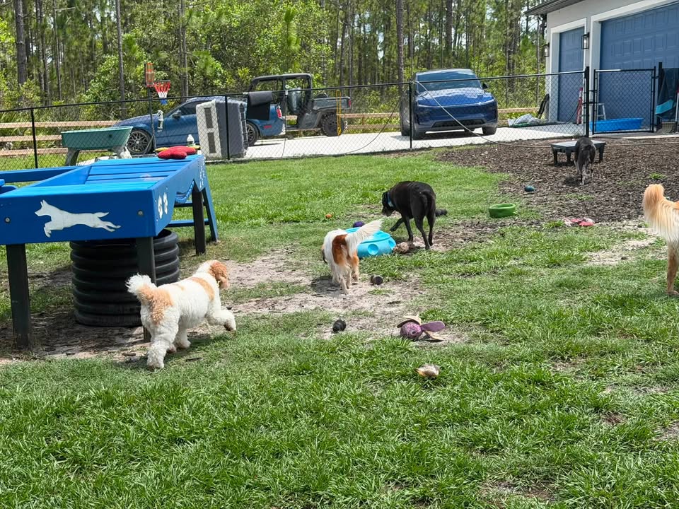 Clarisma K9 Services