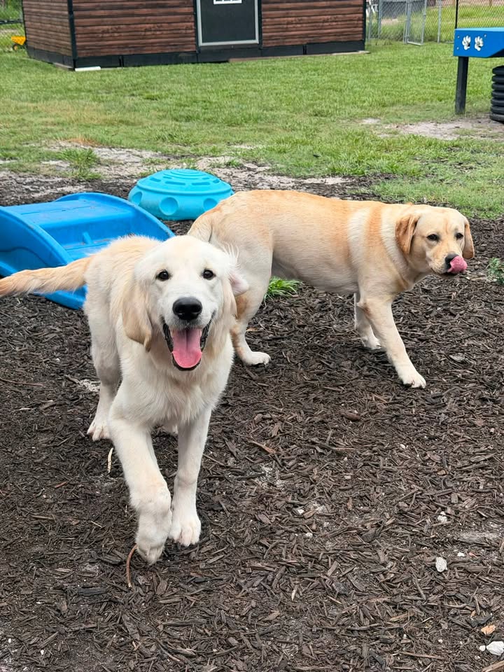 Clarisma K9 Services