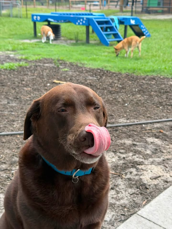 Clarisma K9 Services