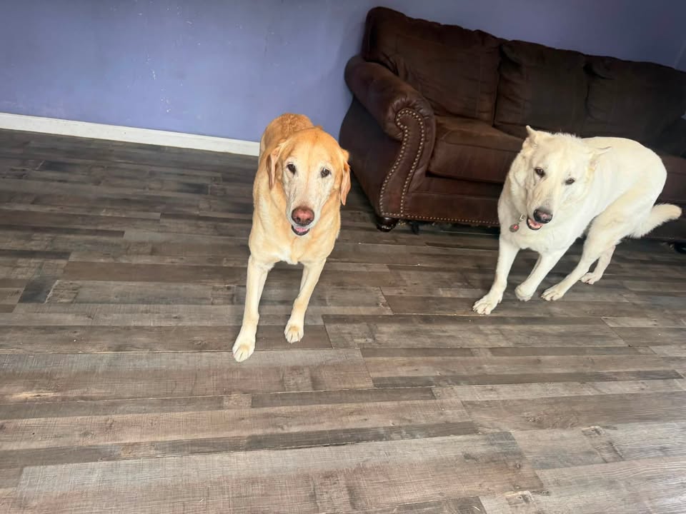 Clarisma K9 Services