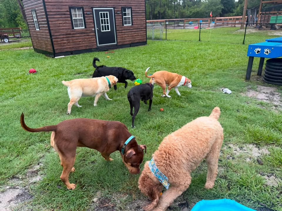Clarisma K9 Services