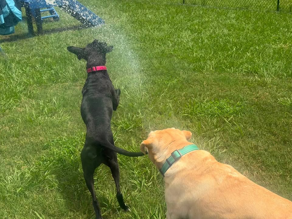Clarisma K9 Services