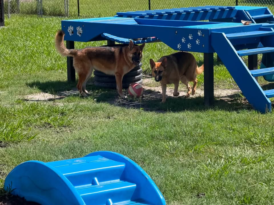 Clarisma K9 Services