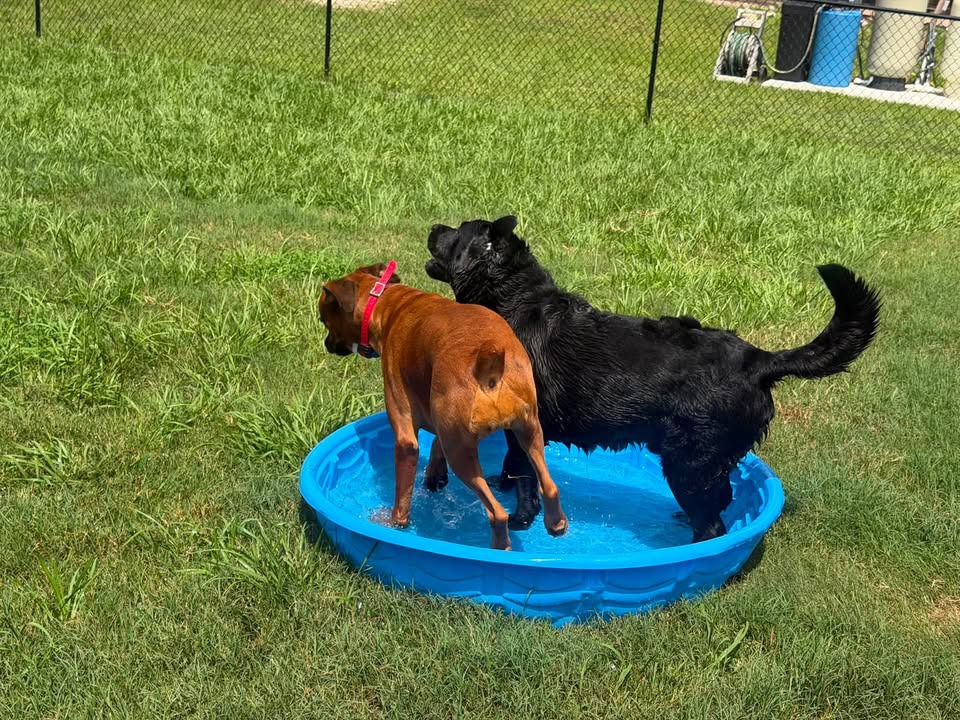 Clarisma K9 Services