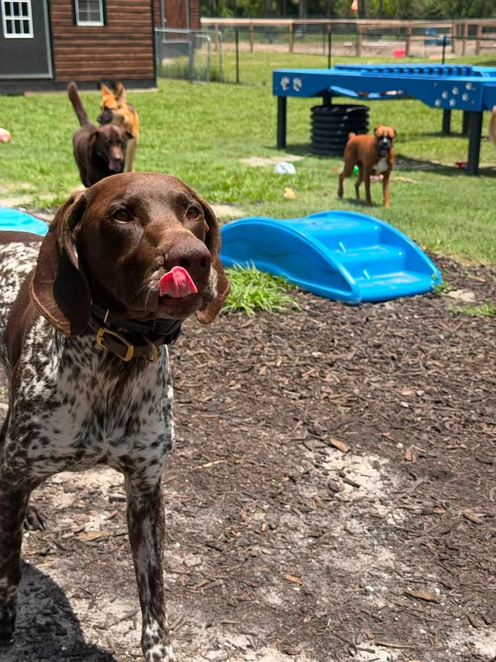 Clarisma K9 Services