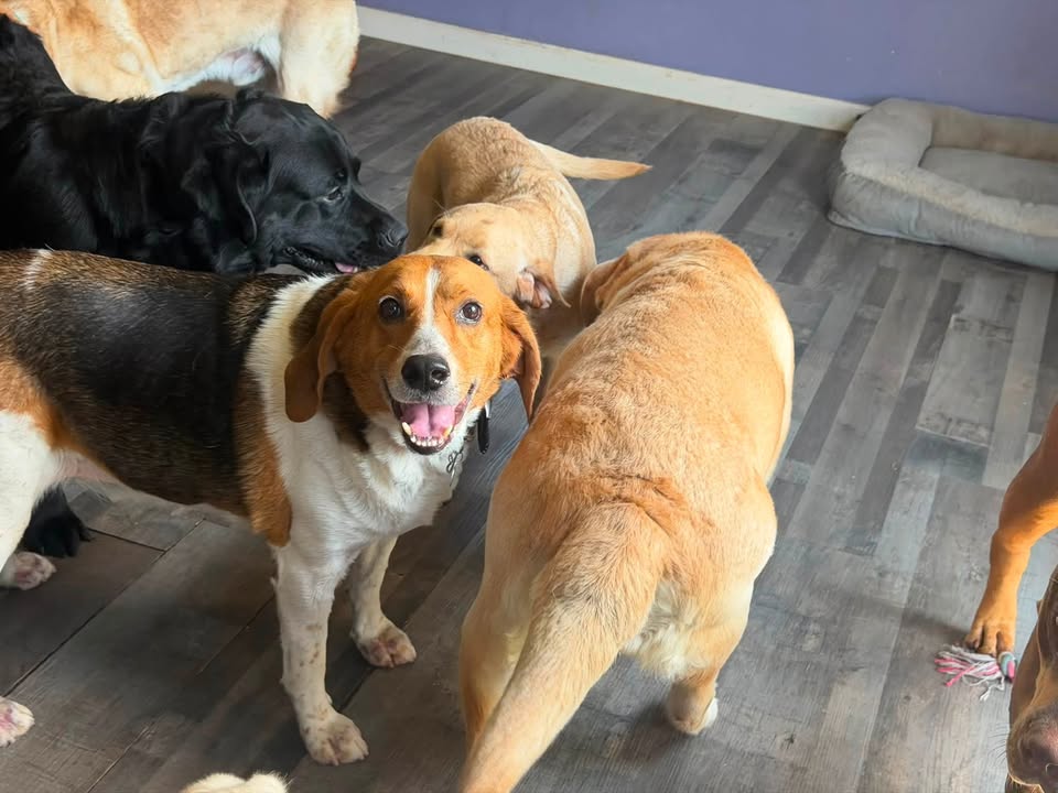 Clarisma K9 Services