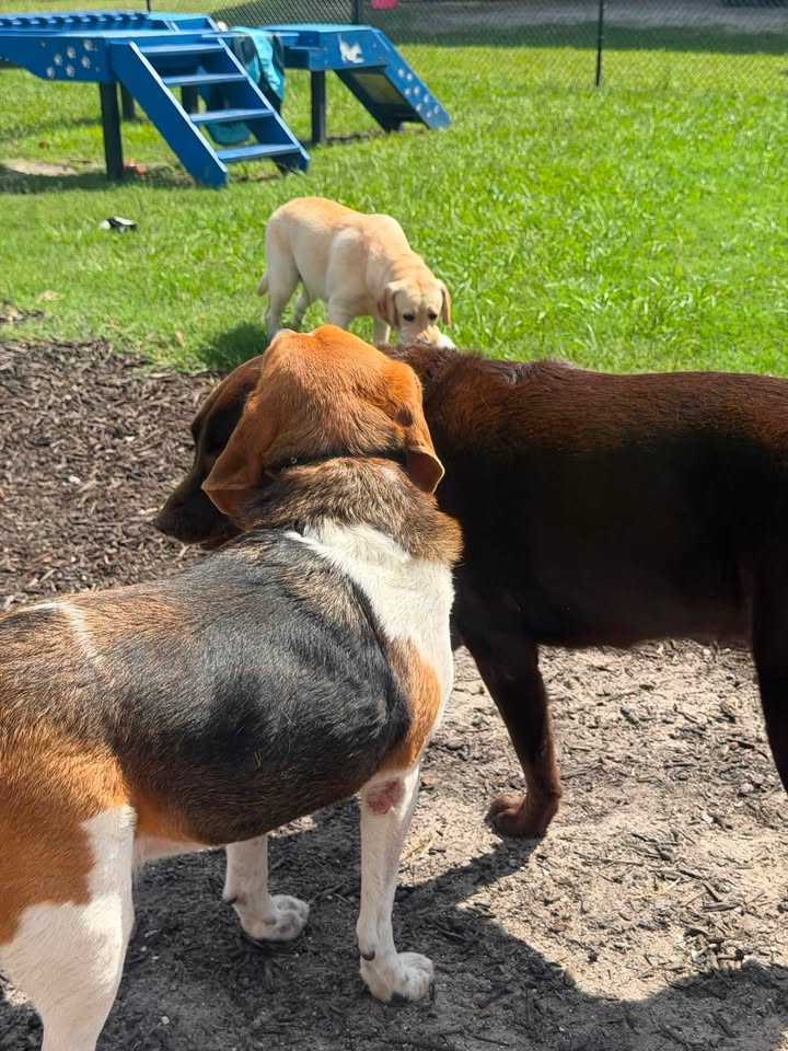 Clarisma K9 Services