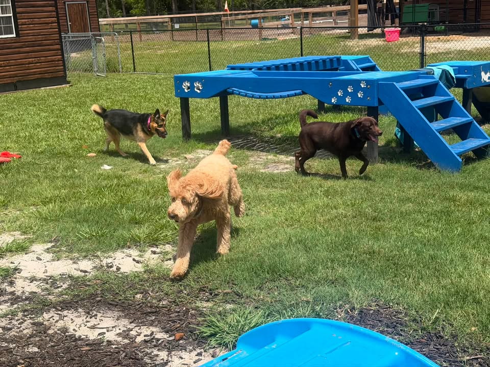 Clarisma K9 Services