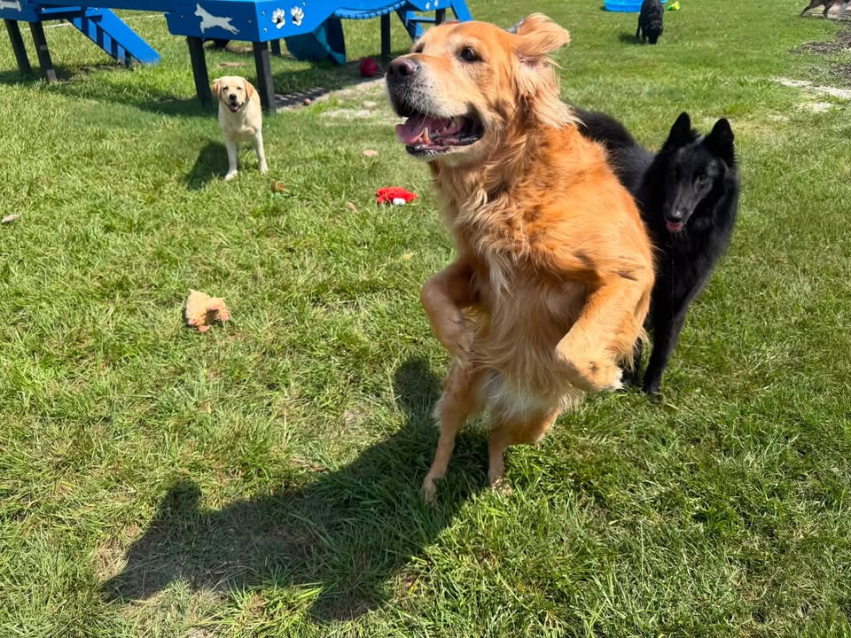 Clarisma K9 Services