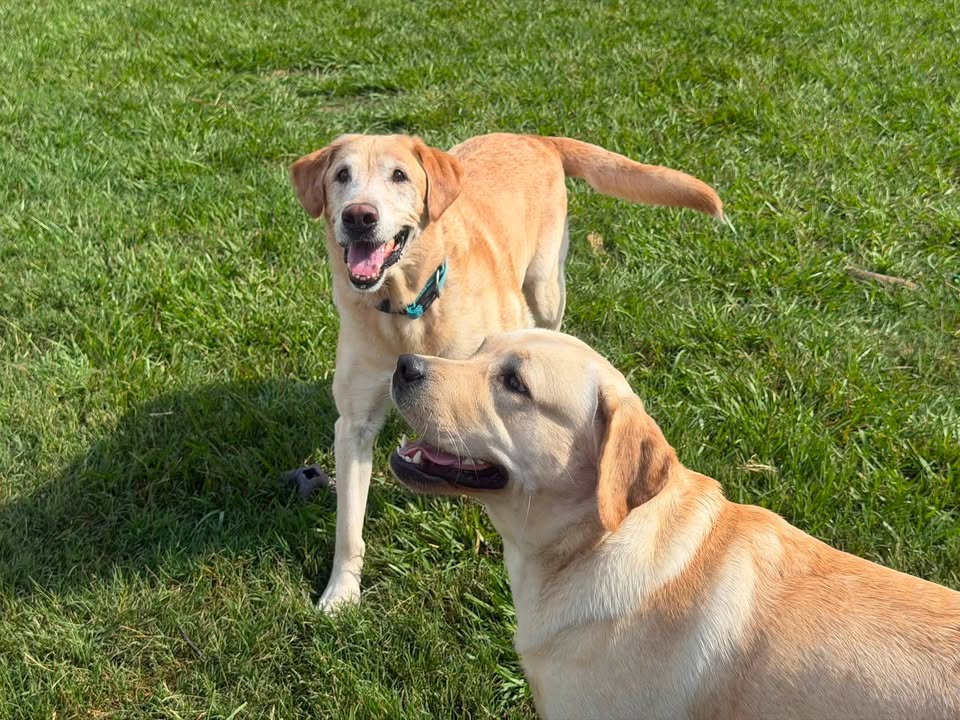 Clarisma K9 Services