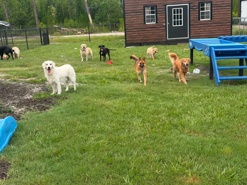 Clarisma K9 Services
