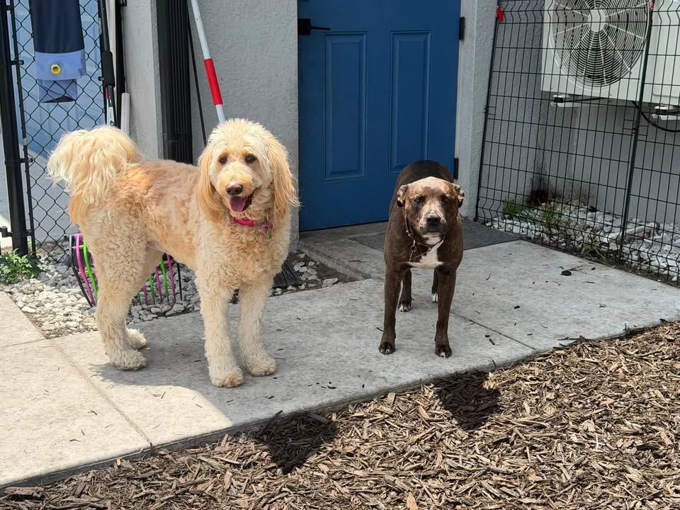 Clarisma K9 Services