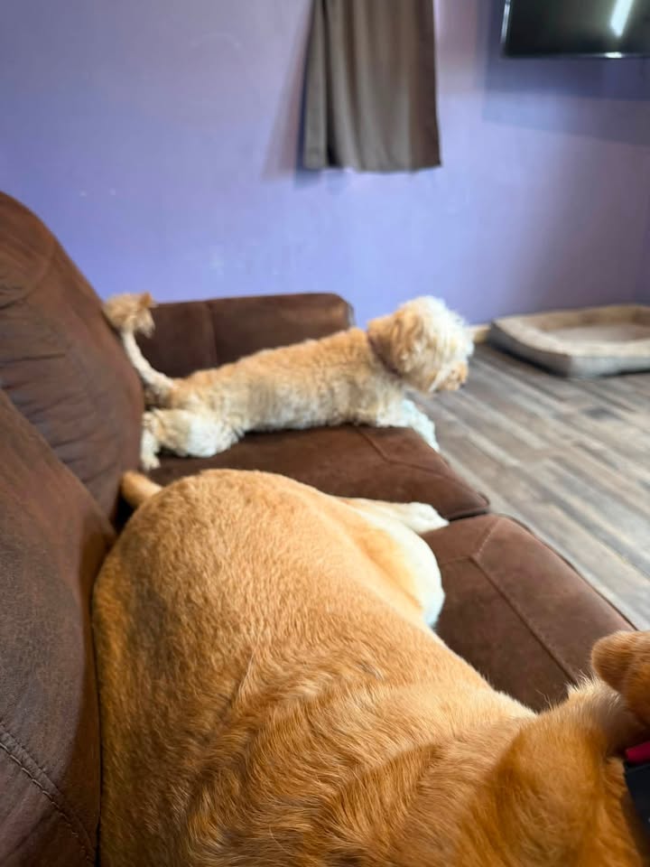 Clarisma K9 Services