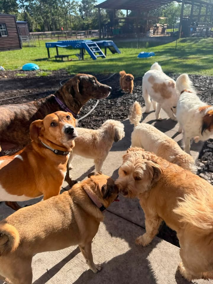 Clarisma K9 Services
