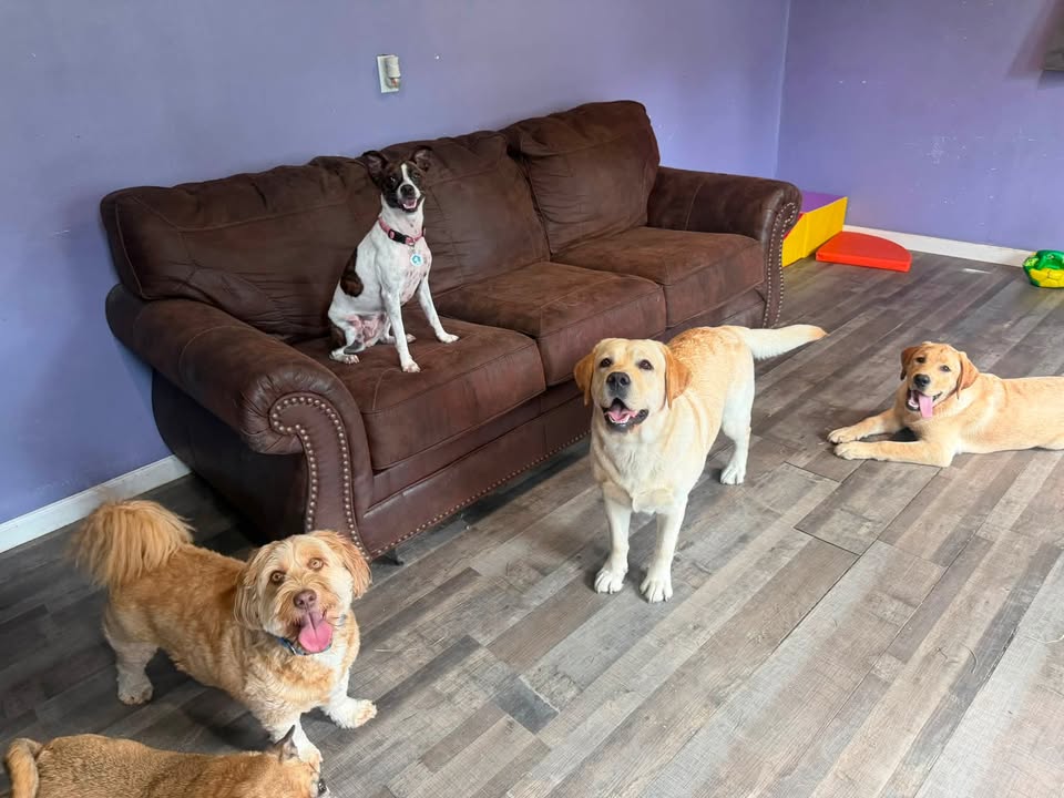 Clarisma K9 Services