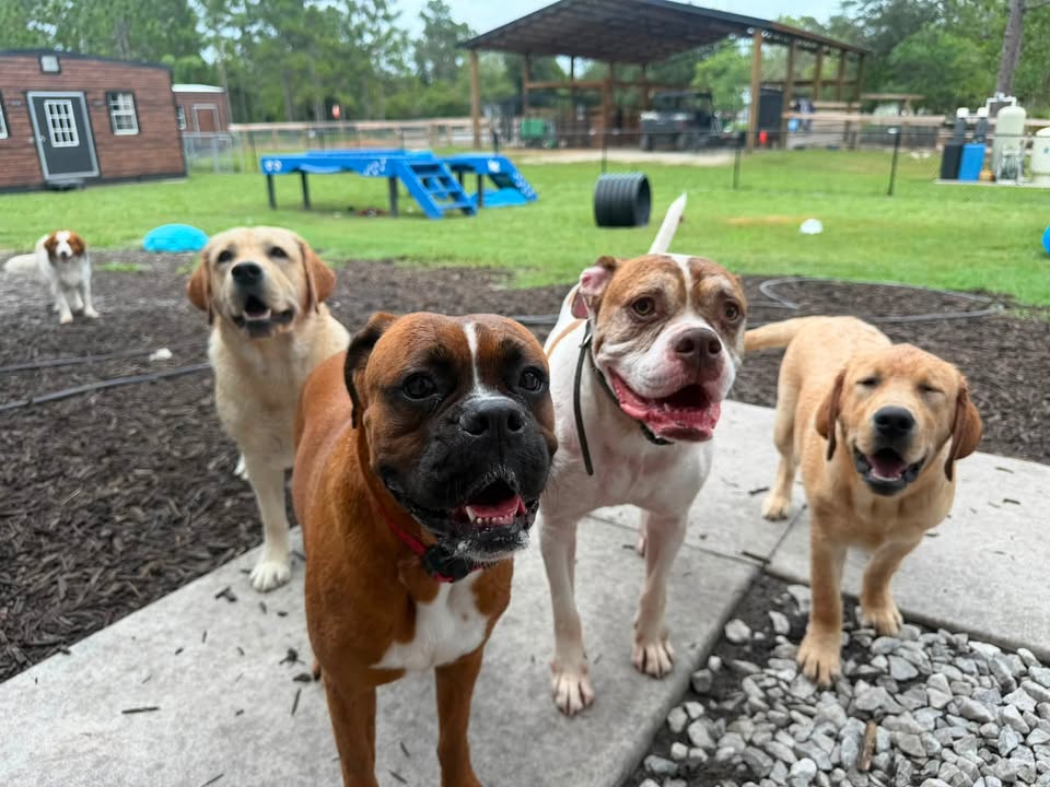 Clarisma K9 Services