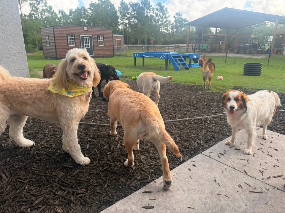 Clarisma K9 Services