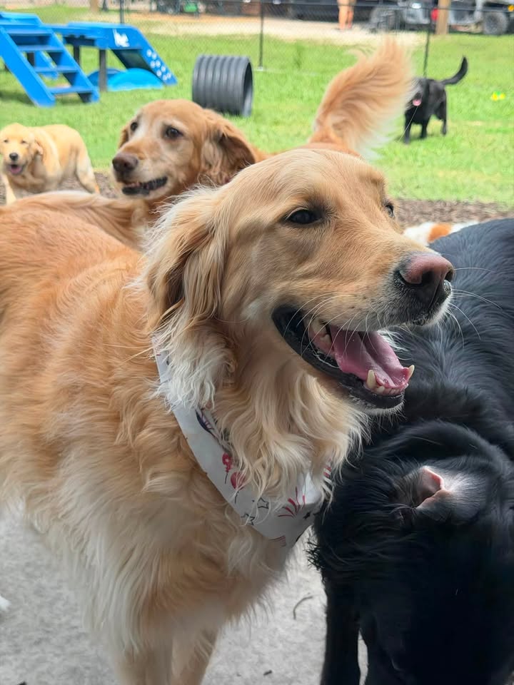 Clarisma K9 Services