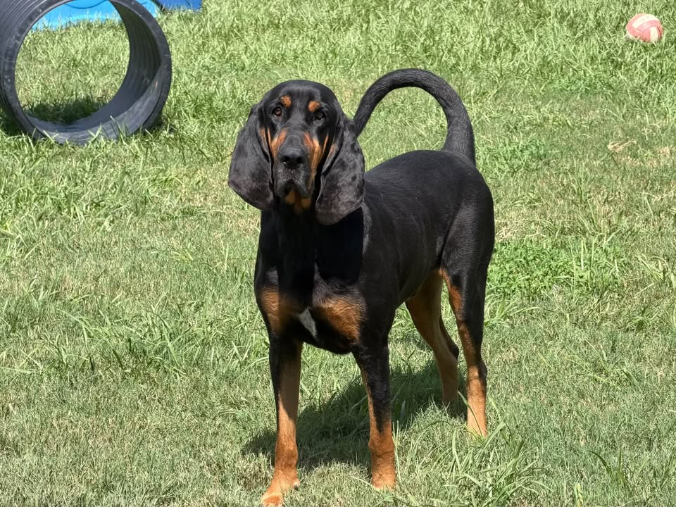 Clarisma K9 Services