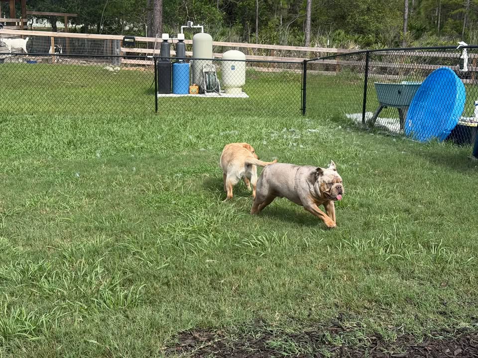 Clarisma K9 Services