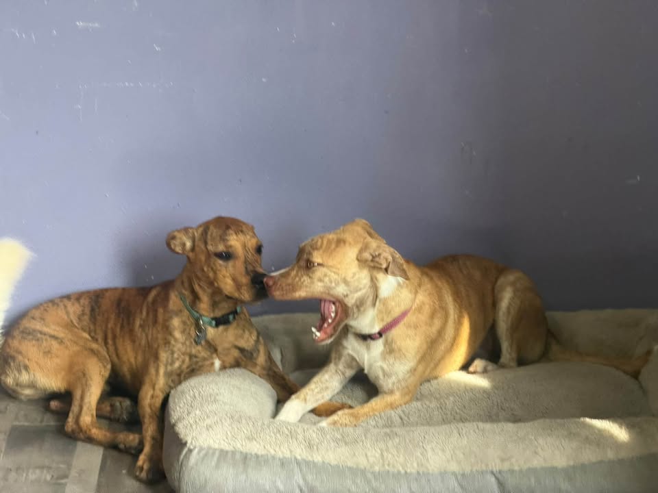 Clarisma K9 Services