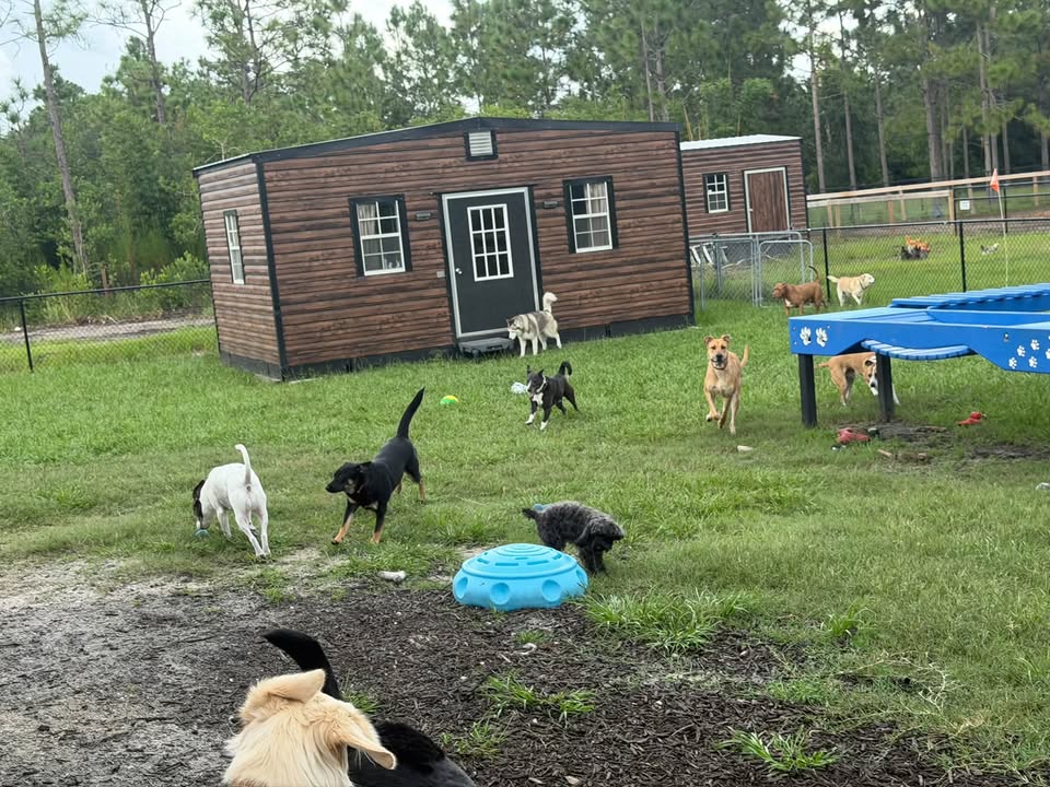 Clarisma K9 Services