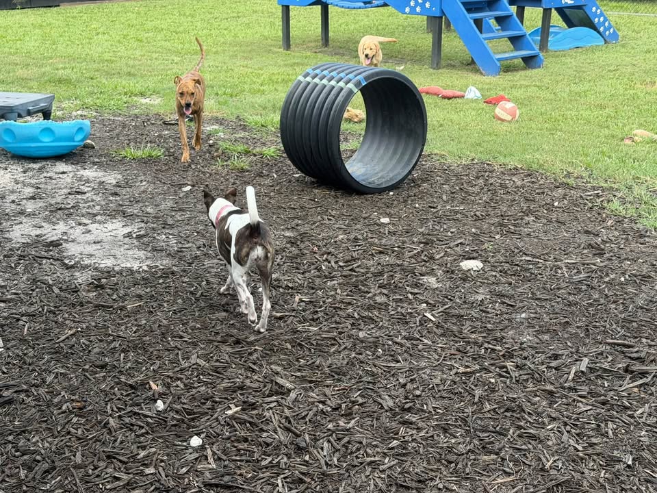 Clarisma K9 Services