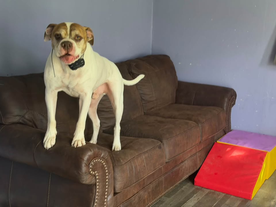 Clarisma K9 Services