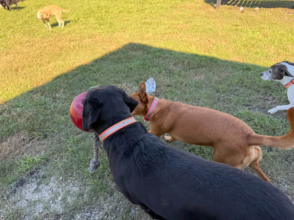 Clarisma K9 Services