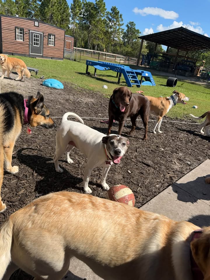 Clarisma K9 Services