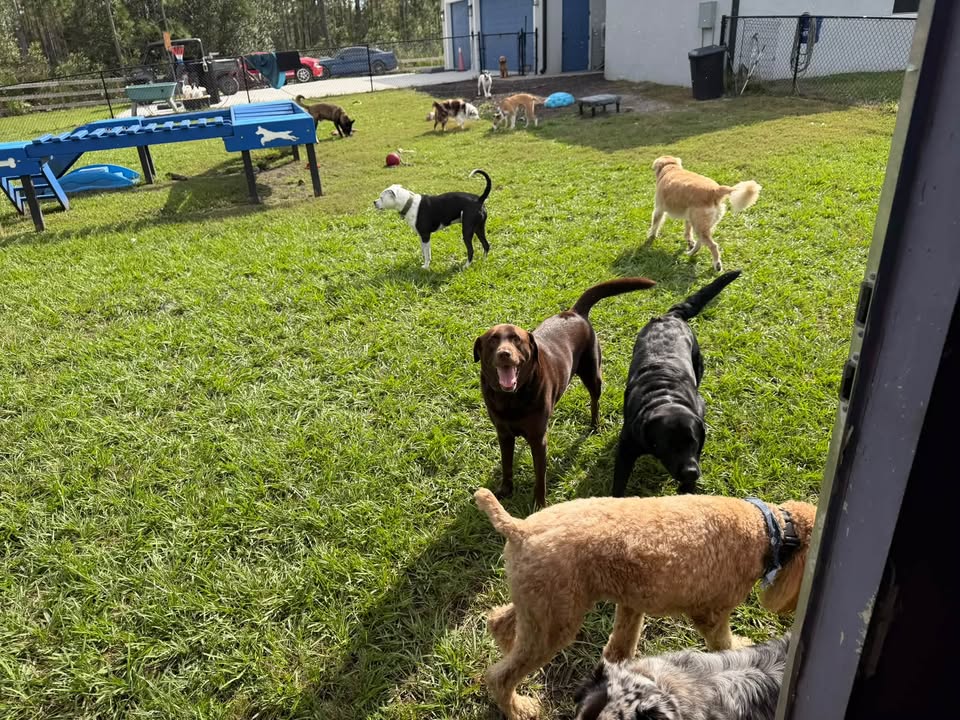 Clarisma K9 Services