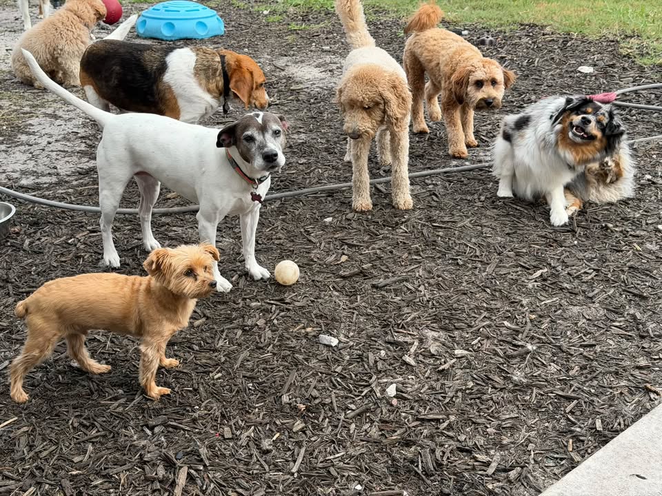 Clarisma K9 Services