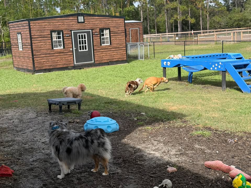Clarisma K9 Services
