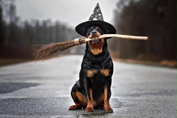 Clarisma K9 Services