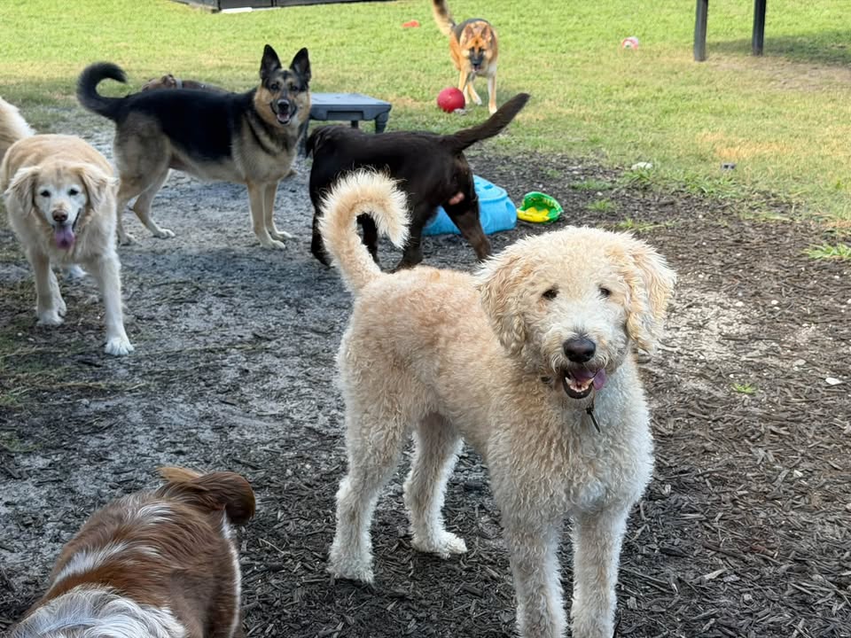 Clarisma K9 Services